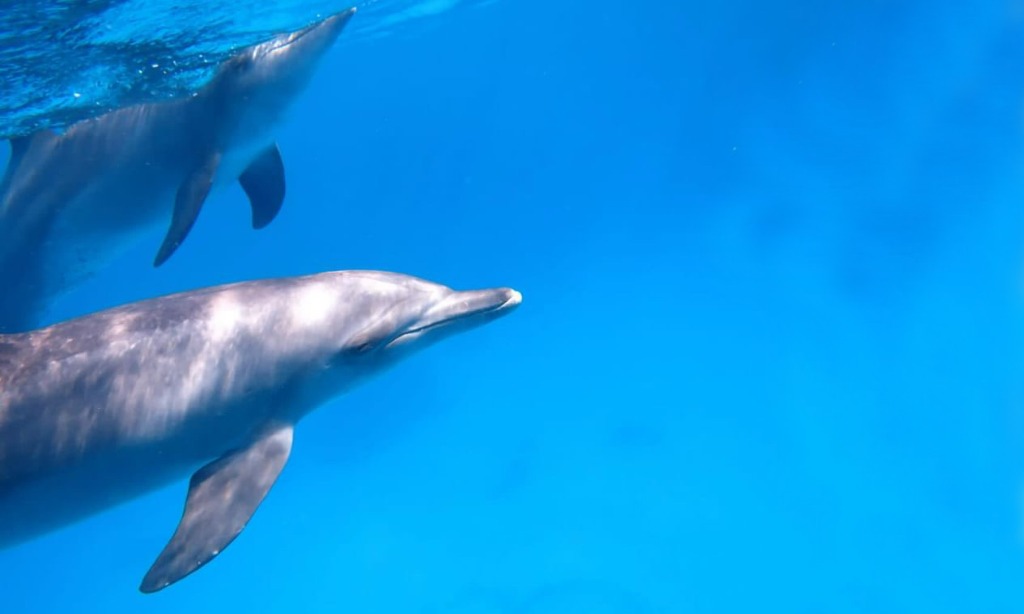 Dolphin House Hurghada Mit Delfinen schwimmen